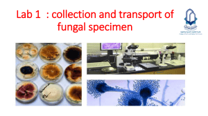 Lab 1: Fungal Specimen Collection and Transport