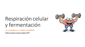 Respiraci&oacute;n Celular y Fermentaci&oacute;n: Producci&oacute;n de ATP