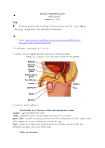 Human Reproduction Web Quest: Male/Female Organs & IVF