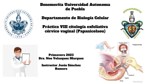 Pr&aacute;ctica VIII Citolog&iacute;a Exfoliativa C&eacute;rvico Vaginal (Papanicolaou)