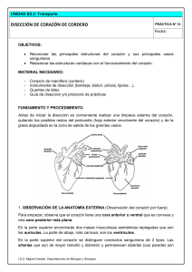 Gu&iacute;a de disecci&oacute;n de coraz&oacute;n de cordero