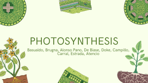 Photosynthesis: A Comprehensive Guide