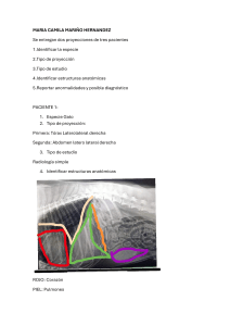 An&aacute;lisis de Radiograf&iacute;as Veterinarias: Pacientes 1-3