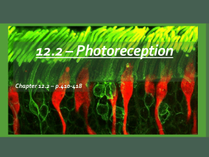 Photoreception: Human Eye Structure & Function
