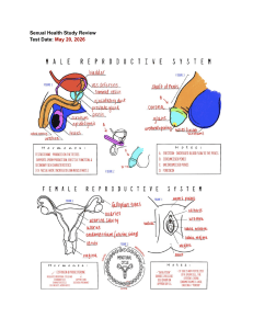 Sexual Health Study Review: Reproductive Systems & STIs
