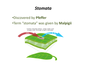 Stomata: Structure, Types, and Movement in Plants