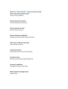 Blood Vessels Flashcard Study Guide