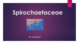 Spirochaetaceae: Syphilis, Borrelia, Leptospira