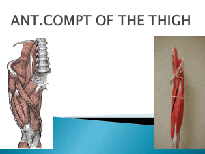 Anterior Compartment of the Thigh Anatomy
