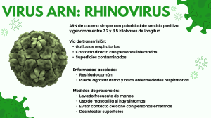 Virus: Rhinovirus y MPOX - Infograf&iacute;a Educativa