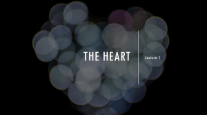 The Heart: Lecture 1 on Structure and Cardiac Cycle