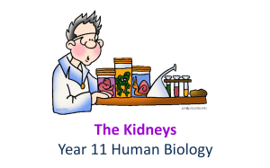 The Kidneys: Year 11 Human Biology Lesson