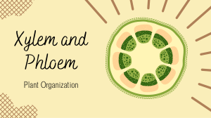 Xylem and Phloem: Plant Transport Systems