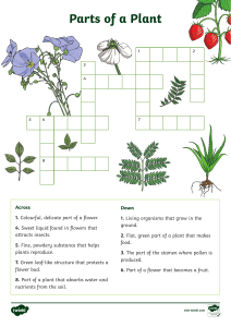 Parts of a Plant Crossword Puzzle