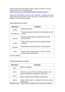 Reproductive System Worksheet: Male & Female Anatomy