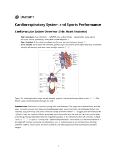 Cardiorespiratory System and Sports Performance