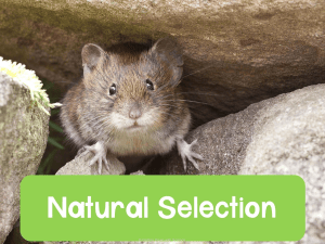 Natural Selection: Darwin's Theory & Evolution
