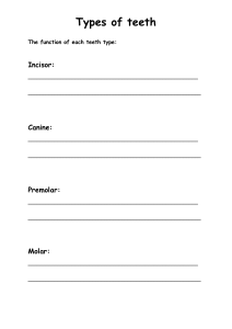Types of Teeth Worksheet: Functions of Incisors, Canines, Premolars, Molars