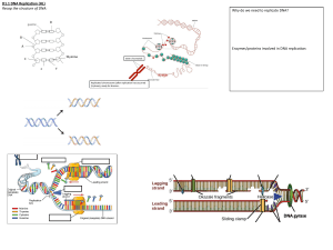 D1.1 DNA Replication (HL) - Study Guide