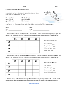 Genetic Crosses with 2 Traits Worksheet