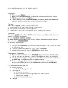 Summary of Developmental Stages