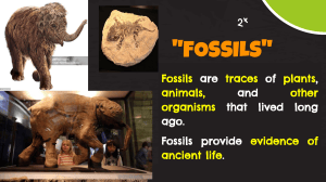 Fossils: Traces of Ancient Life