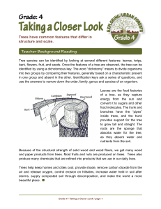 Grade 4 Tree Identification Teacher Guide
