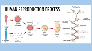 Human Reproduction Process: Genetics & Fetal Development