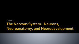 Chapter 1: The Nervous System - Neurons, Neuroanatomy, Neurodevelopment