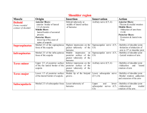 Shoulder Region Muscles: Anatomy, Origin, Insertion, Innervation