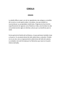 Cebolla: Origen, Uso y Beneficios