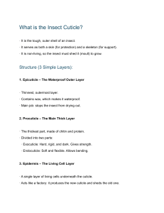 What is the Insect Cuticle? Structure & Functions