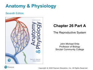 Anatomy & Physiology Chapter 26: Reproductive System