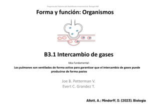 Intercambio de gases en Biolog&iacute;a del Bachillerato Internacional