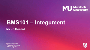 BMS101 Integument Lecture Notes