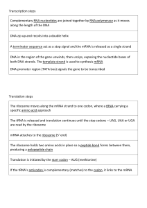 Transcription and Translation Steps in Molecular Biology