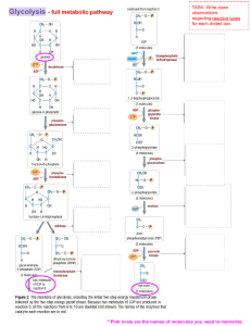 Glycolysis Metabolic Pathway Diagram