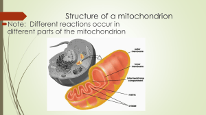 Structure of a Mitochondrion: Cell Organelle Diagram