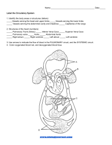 Label the Circulatory System Worksheet