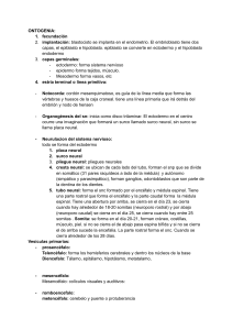 Ontogenia del sistema nervioso: desarrollo embrionario y neuroanatom&iacute;a
