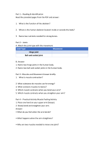 Human Skeleton, Joints, and Muscles Worksheet
