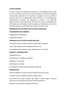 Desarrollo embrionario: Semanas 4-8