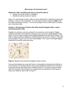 Microscopy: Oil Immersion Lab - Bacterial Flagella & Spores