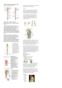 Lower Limb Anatomy Memory Aid: Arteries, Veins, Knee, Ankle