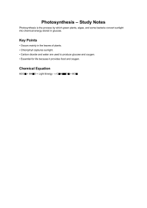 Photosynthesis Study Notes