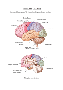 Brain Anatomy Lab Activity: Labeling Diagrams
