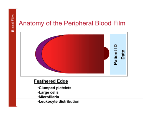 Anatomy of Peripheral Blood Film: Feathered Edge, Body, Monolayer