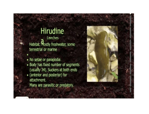 Annelids: Hirudinea (Leeches) - Biology Presentation