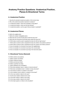 Anatomy Practice Questions: Anatomical Position, Planes & Directional Terms