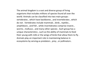 Animal Kingdom: Vertebrates and Invertebrates